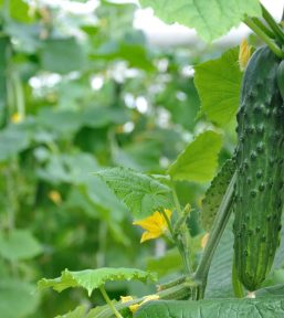 Young,Cucumber,,Hanging,On,A,Branch