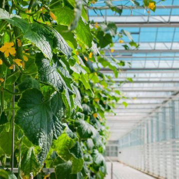 Young,Cucumber,Plant,With,Leaves,And,Little,Yellow,Flowers,And