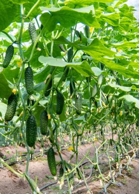 Growing,Cucumbers,In,A,Greenhouse,With,Irrigation