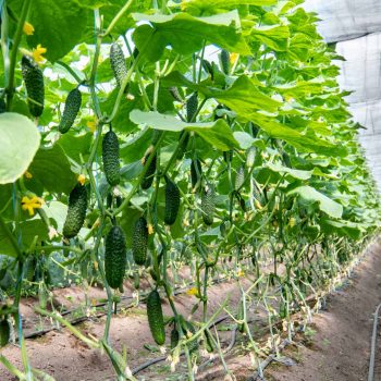 Growing,Cucumbers,In,A,Greenhouse,With,Irrigation