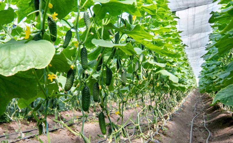 Growing,Cucumbers,In,A,Greenhouse,With,Irrigation