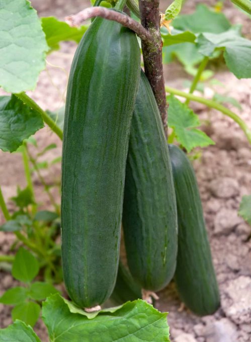 Cucumber,Produced,In,A,Greenhouse.,Cucumber,(cucumis,Sativus),Is,A