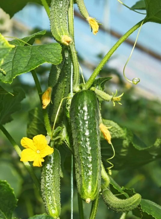 Cucumbers,Ripening,On,Hanging,Stalk,In,Greenhouse,,Close-up